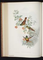 Golden-bellied Starfrontlet plate 237