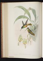 Golden-bellied Starfrontlet plate 236