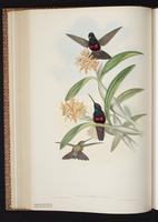 Blue-throated Starfrontlet plate 235