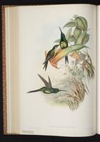 Empress Brilliant plate 234