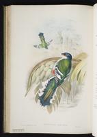 Elegant trogon; Trogón elegante plate 34