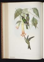 Sword-billed Hummingbird plate 233