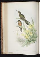 Giant Hummingbird plate 232