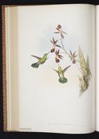 Green-tailed Goldenthroat plate 231