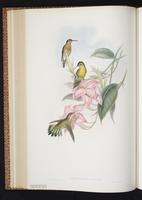 White-tailed Goldenthroat plate 230