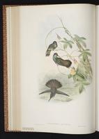 Brown Violet-ear, Brown Violetear plate 229