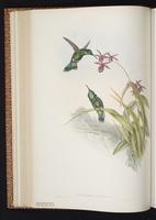 Green Violet-ear, Green Violetear, Colibrí oreja violeta plate 228