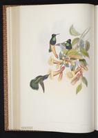 Green Violet-ear, Green Violetear, Colibrí oreja violeta plate 227