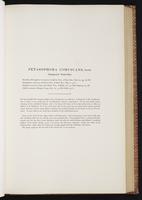 Monograph of the Trochilidae, 1:146