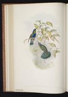 Sparkling Violetear plate 226