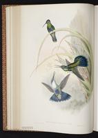 Brown Violet-ear, Brown Violetear plate 225