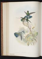 Brown Violet-ear, Brown Violetear plate 224