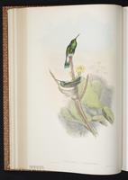 White-vented Violetear plate 223