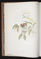 Ruby Topaz, Ruby-topaz Hummingbird plate 204