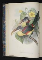 Monograph of the Ramphastidae, 2:7