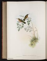 White-throated Mountain-gem, White-throated Mountaingem plate 203