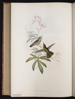Mountain Avocetbill plate 200