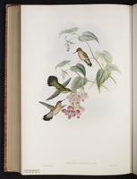 Speckled Hummingbird plate 199