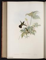 Speckled Hummingbird plate 198