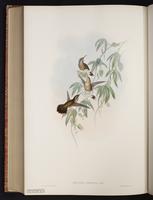 Speckled Hummingbird plate 197