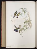 Tyrian Metaltail plate 196