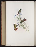 Tyrian Metaltail plate 195