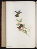 Viridian Metaltail plate 194