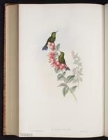 Viridian Metaltail plate 193