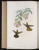 Scaled Metaltail plate 192