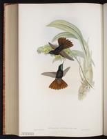 Black Metaltail plate 191