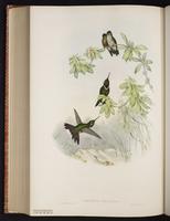 Purple-bibbed Whitetip plate 190
