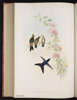 Purple-backed Thornbill plate 189