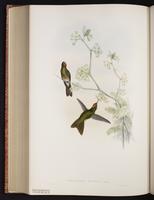 Rufous-capped Thornbill plate 188