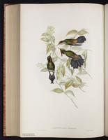 Rainbow-bearded Thornbill plate 187