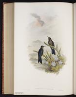 Blue-mantled Thornbill plate 186