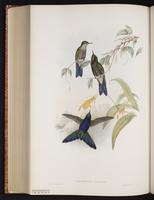 Blue-mantled Thornbill plate 185