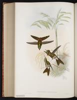 Bronze-tailed Thornbill plate 184