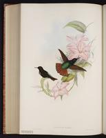 Black-hooded Sunbeam plate 181