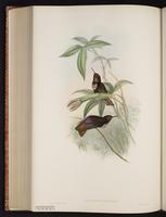 White-tufted Sunbeam plate 180