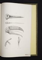 Observations on the anatomy of the toucan plate 21