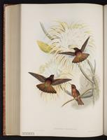 Shining Sunbeam plate 179