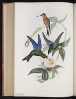 Great Sapphirewing plate 178