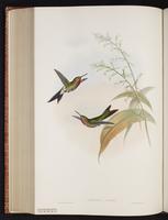 Bronze-tailed Comet plate 177