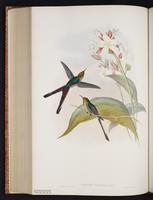 Chalcostigma herrani x Lesbia victoriae plate 176