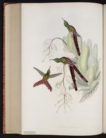 Red-tailed Comet plate 175