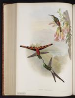 Red-tailed Comet plate 174