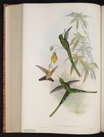 Aglaiocercus kingii smaragdinus  plate 173