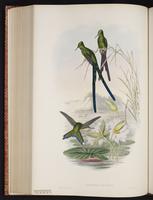 Aglaiocercus kingii plate 172