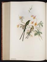 Green-tailed Trainbearer plate 171