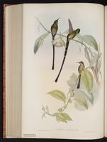 Black-tailed Trainbearer plate 170